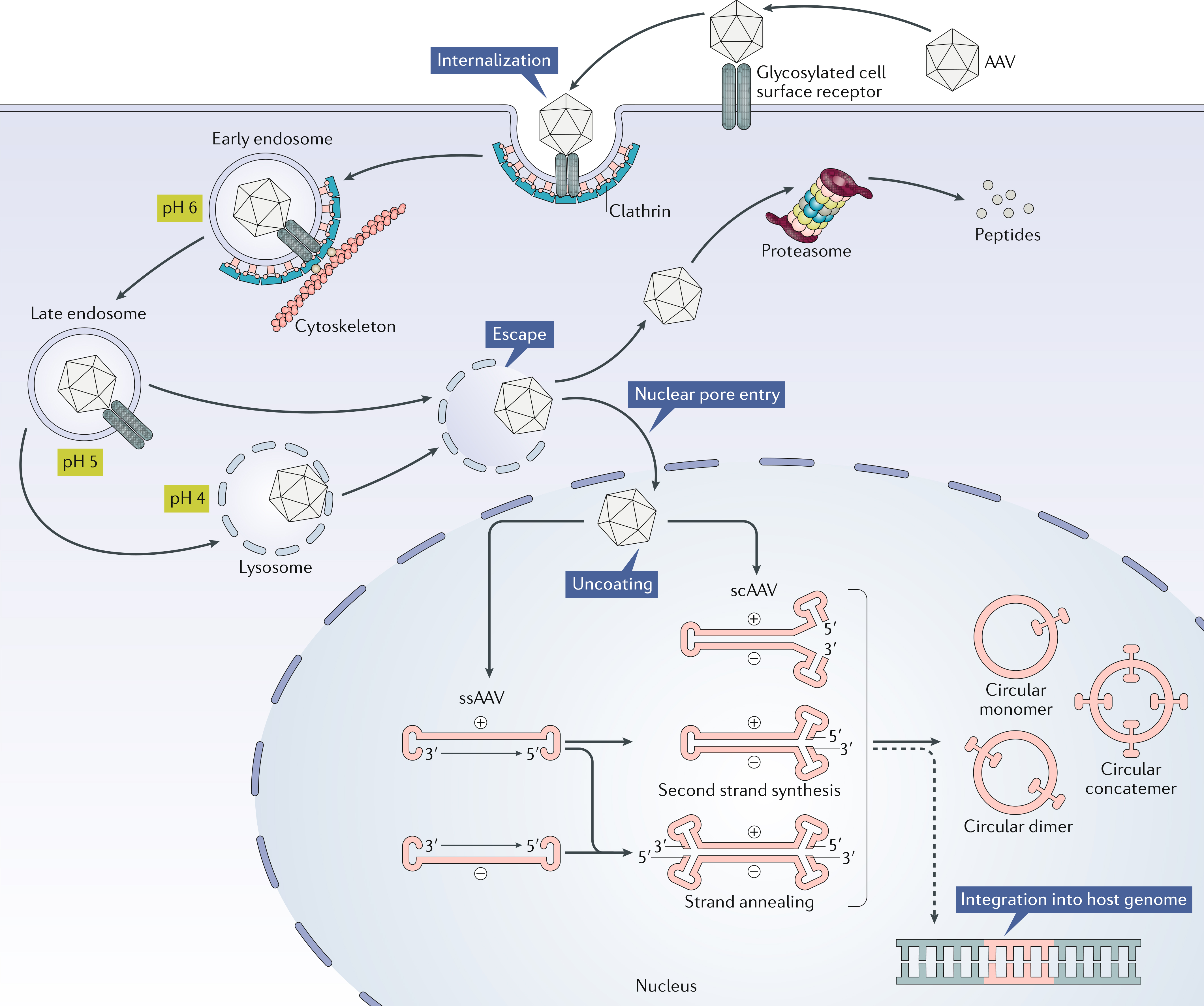 transfection.jpg