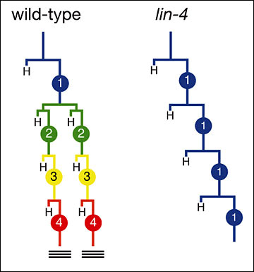 rna_strand