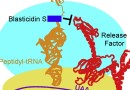 Blasticidin S Translation Inhibiton 