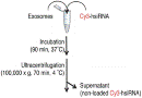 exosome loading siRNA