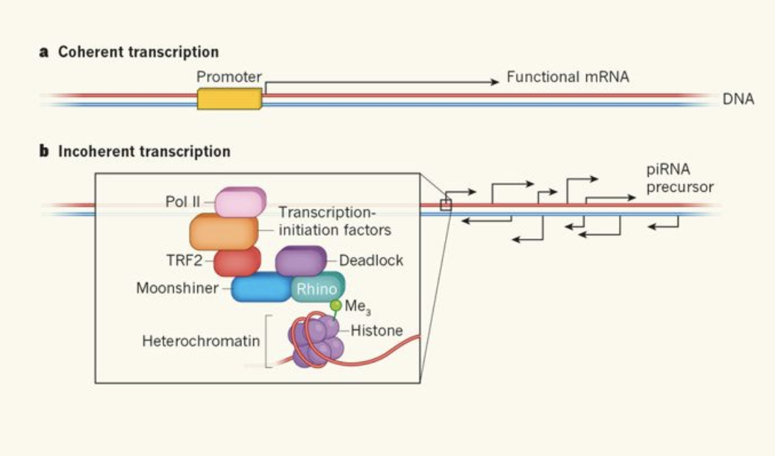 Rhino gives voice to silent chromatin