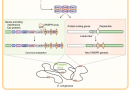 neo-CRISPR genesis