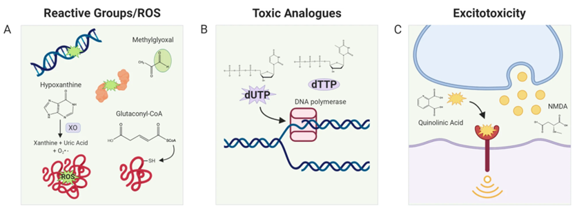 Toxic metabolites