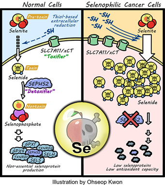 Selenocysteine metabolism in cancer