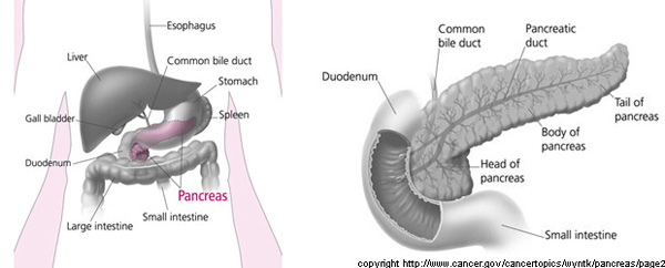 Pancreas Pictures