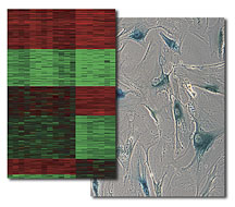 GeneticPathways2