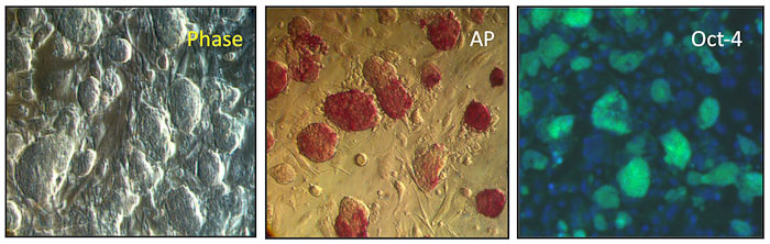 iPScells-2