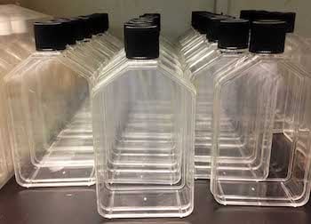 Bee: Bombus ternarius