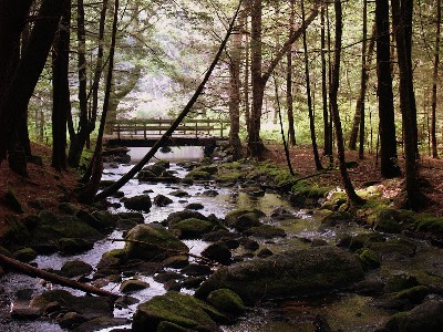 woodland stream