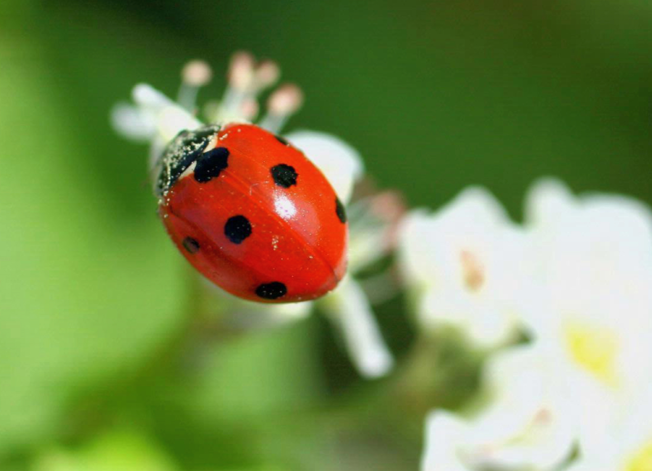 Ladybug