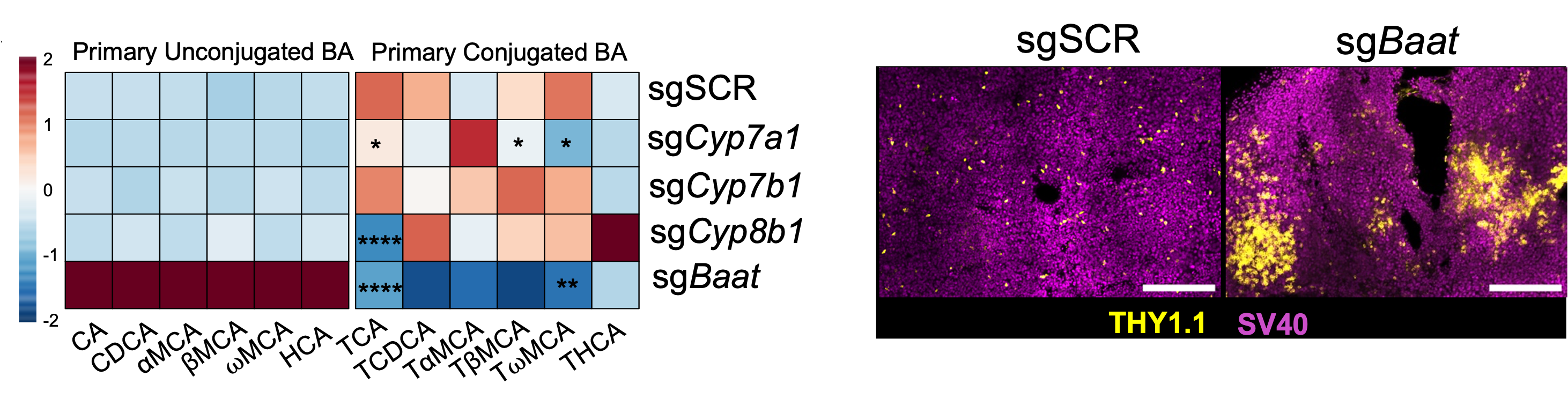 Influence of hepatocyte metabolism on T cell responses