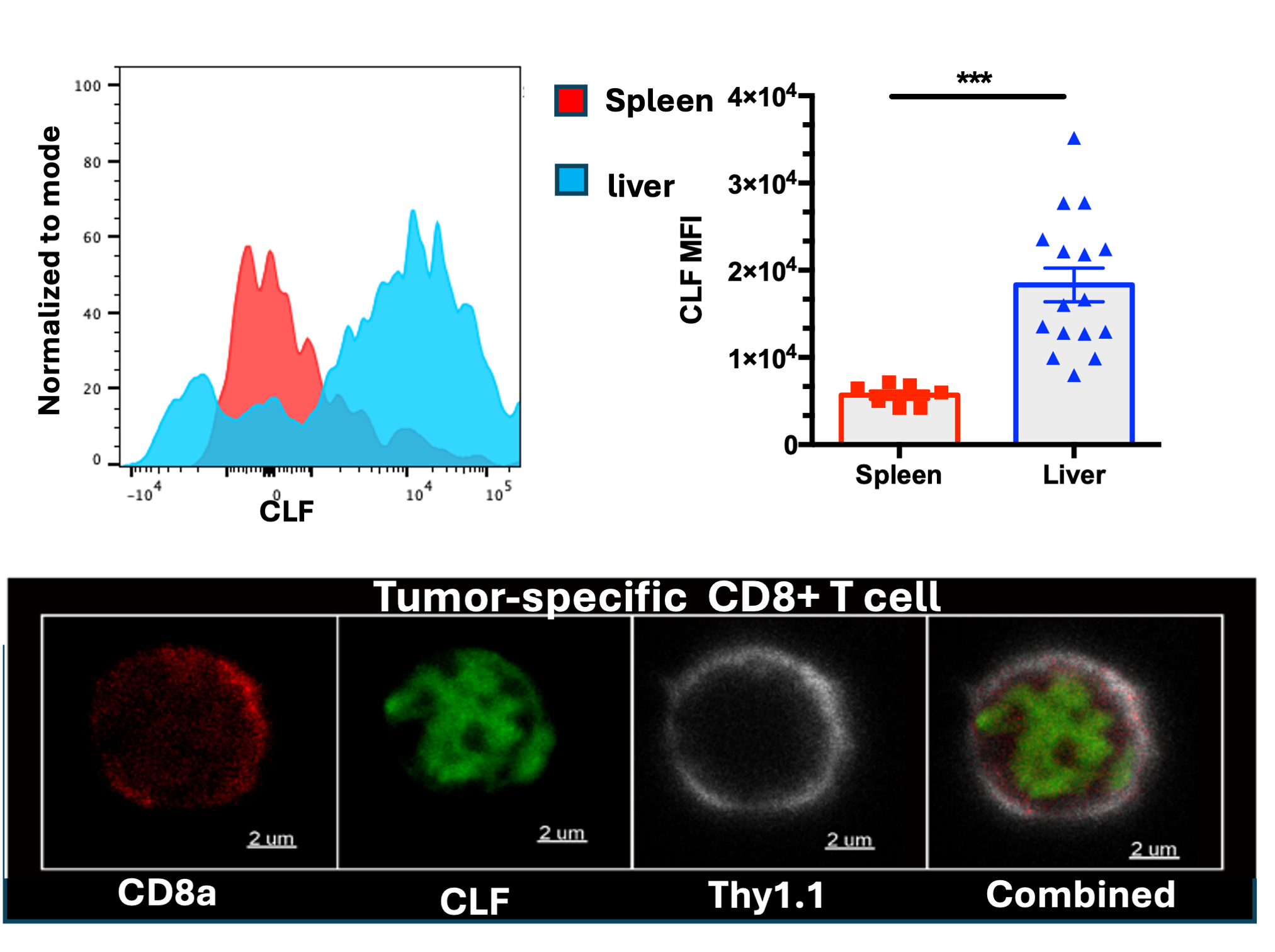 Metabolic adaptation of T cells to the liver