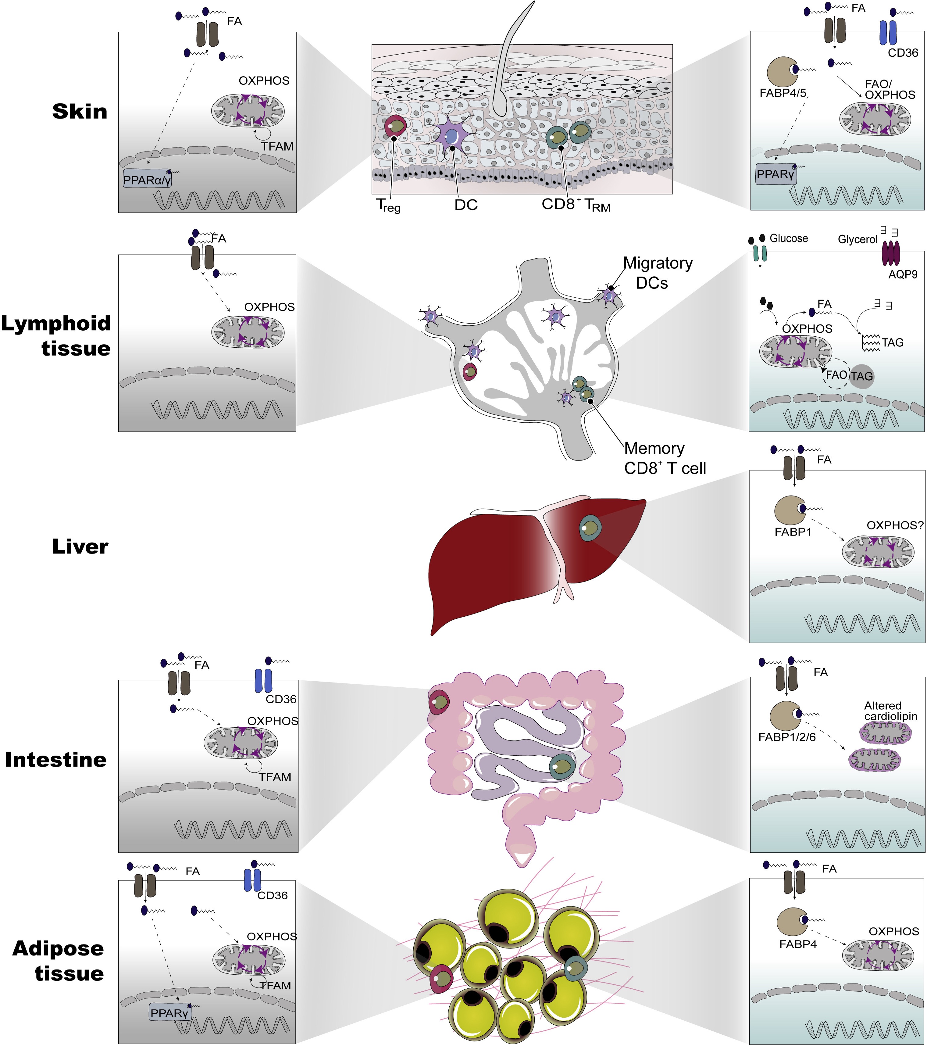 T cell adaptation in other tissues  