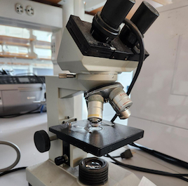 Bee: Bombus ternarius