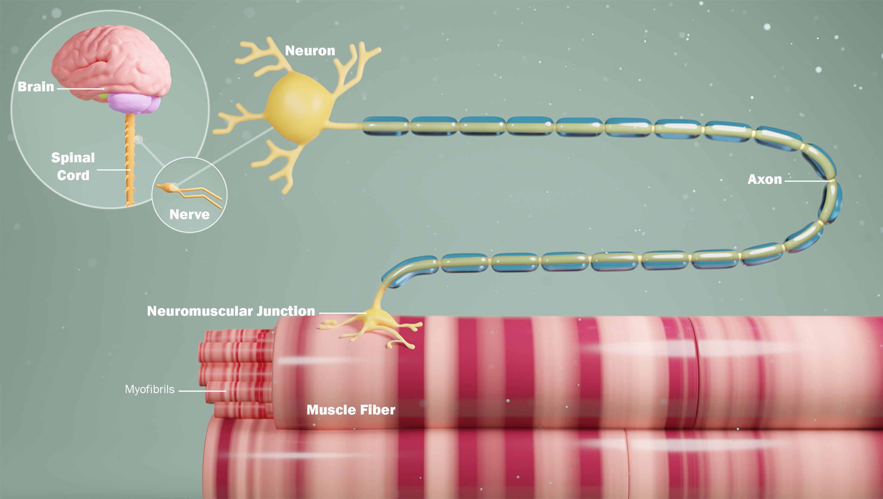 An illustration showing a human brain and spinal cord. the image then zooms in on a nerve, then to a single neuron and its contact site with muscles.