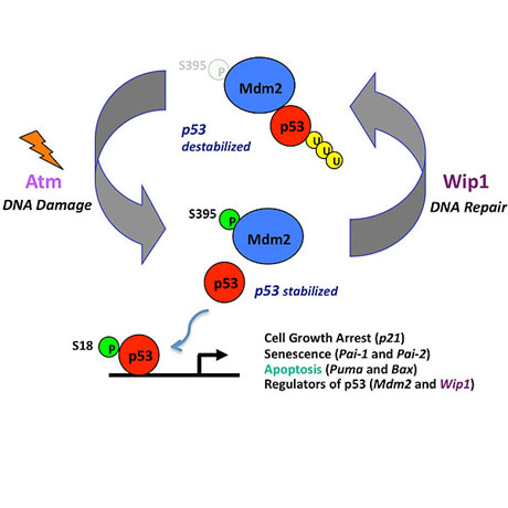 Mdm2 in DNA damage activation of the p53 tumor suppressor.