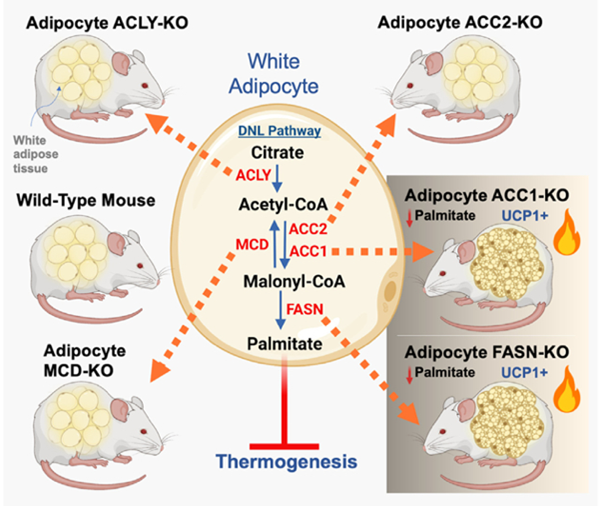 Guilherme Lab research