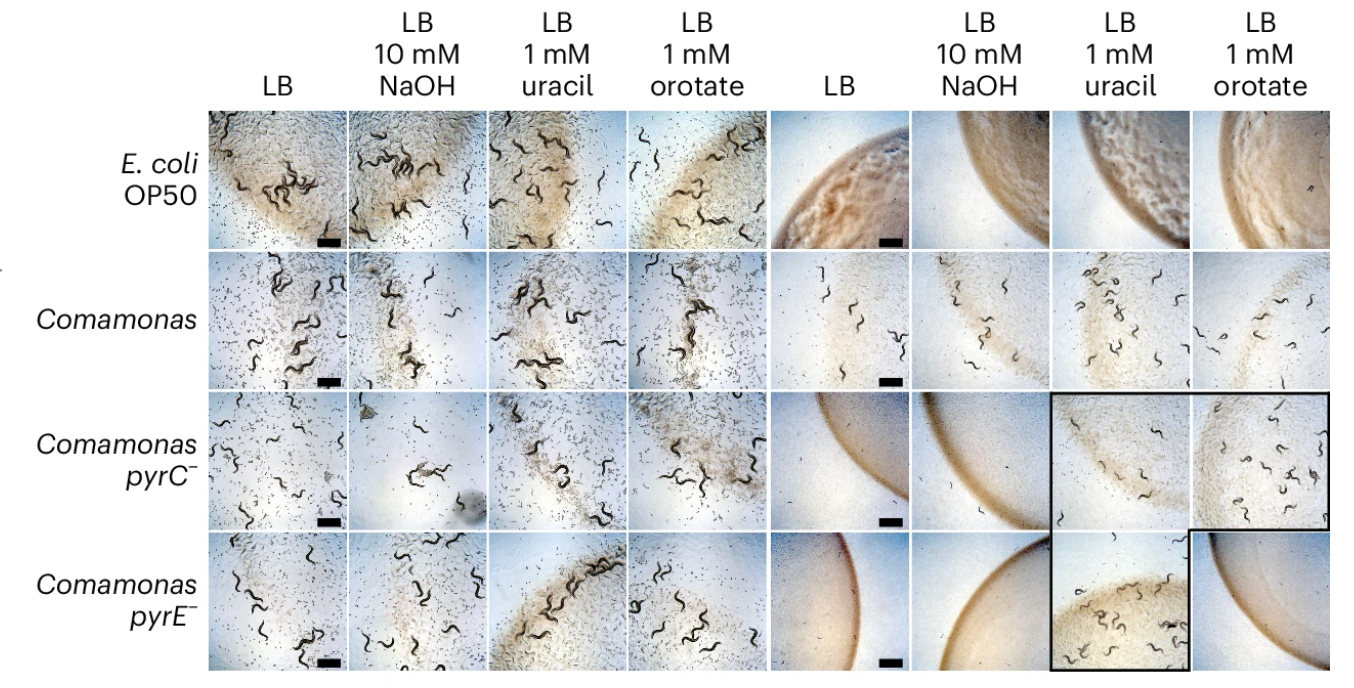 Nature Metabolism - Lee