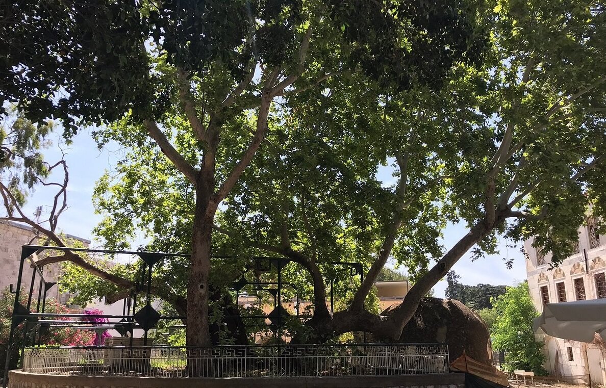 Tree of Hippocrates in Kos