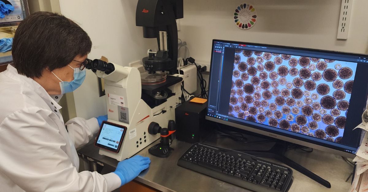 Stem Cell Derived Islets at UMass Chan Medical School