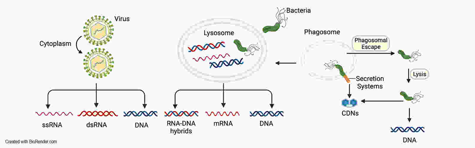 cytosolic nucleic acids