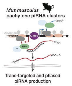 slider_NC_pachytene-piRNA.jpg