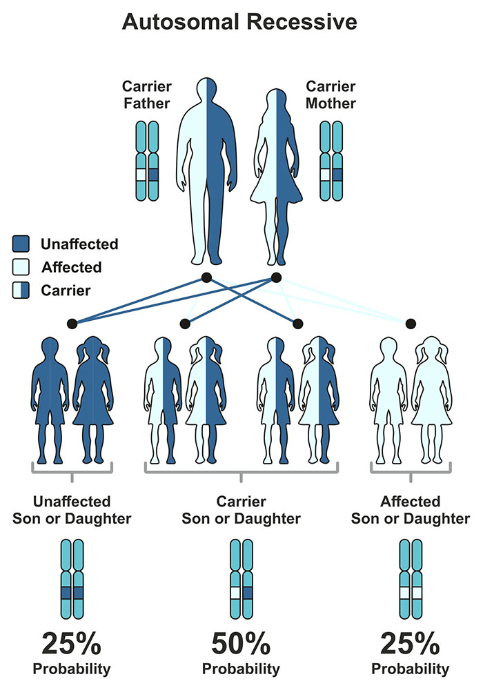 Autosomal recessive inheritance