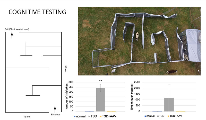 Cognitive testing