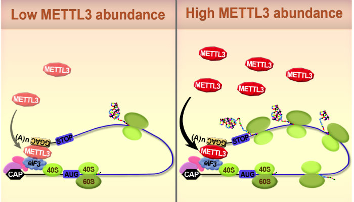  Epitranscriptome and cancer_resized.jpg