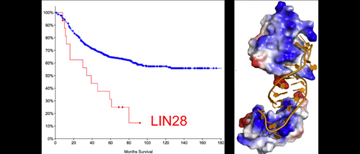  LIN28oncogene_resizedblackbkgrd.jpg