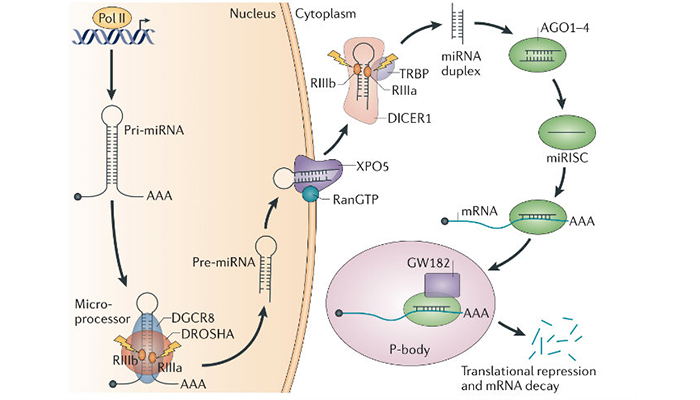  MicroRNA biogenesis_resized.jpg