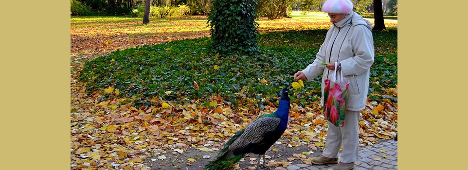 Healthy Walking Environment