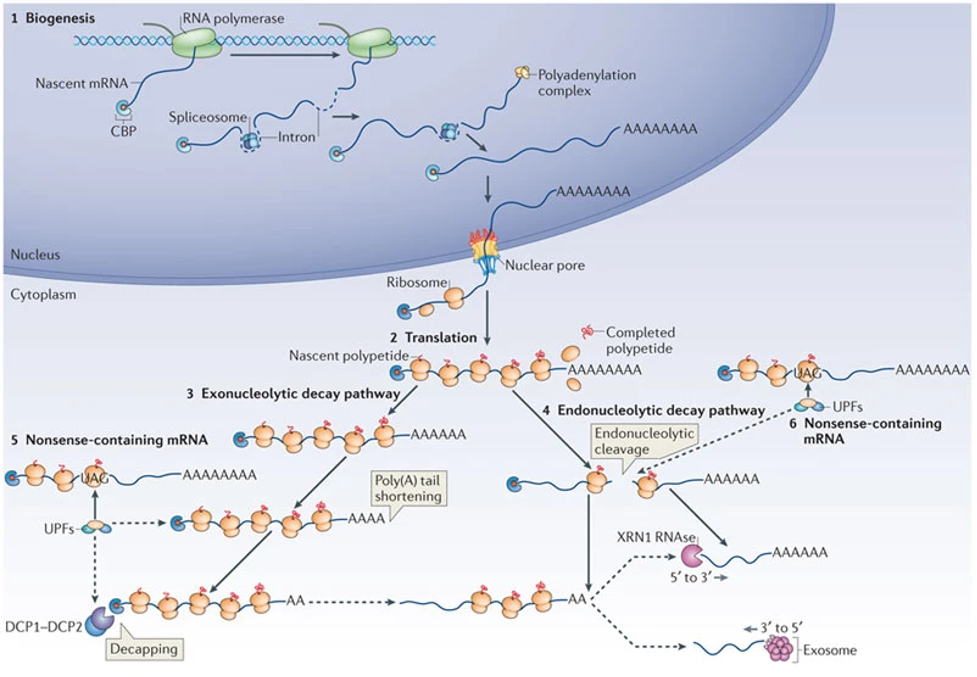 Welcome to Jacobson Lab