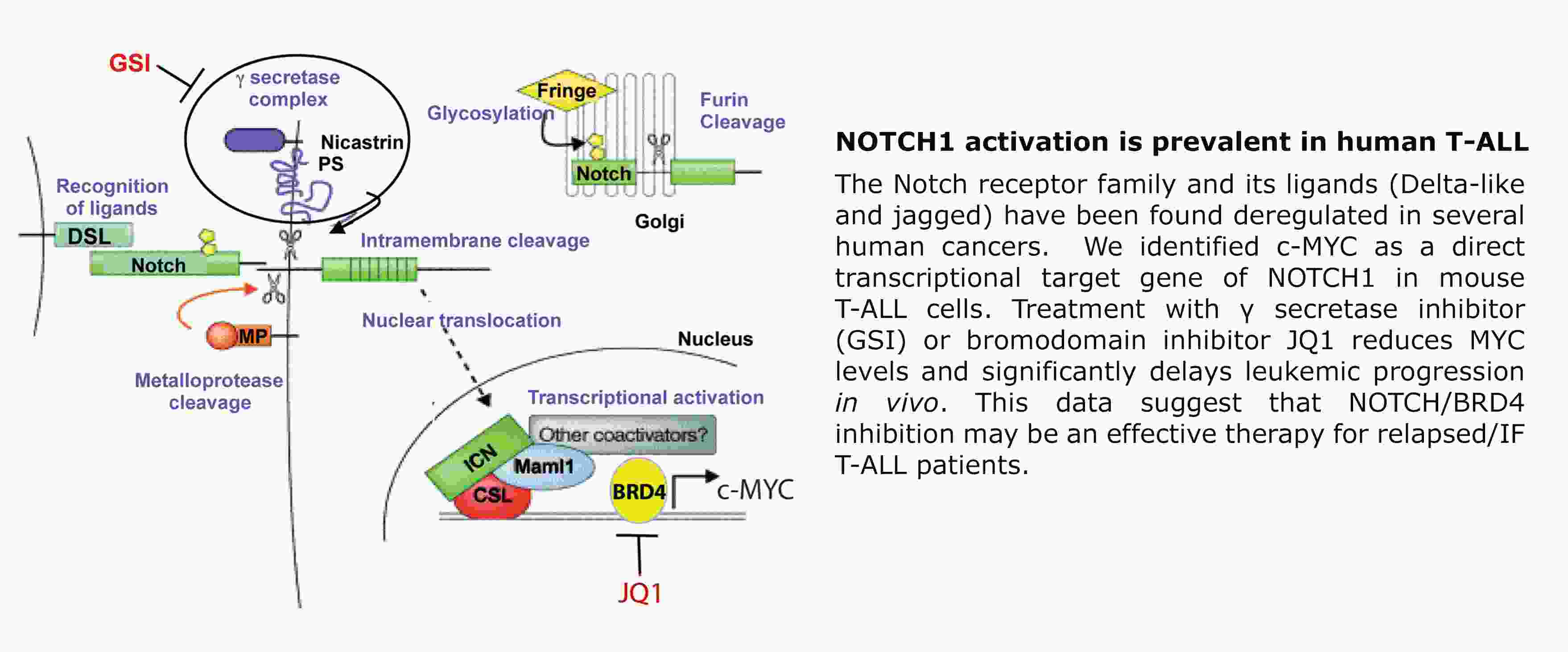 b-T-CELL-Slider2.png