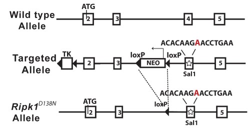 Figure 6. Schematic diagram of the mouse Ripk1 locus and the RIPK1 D138N allele