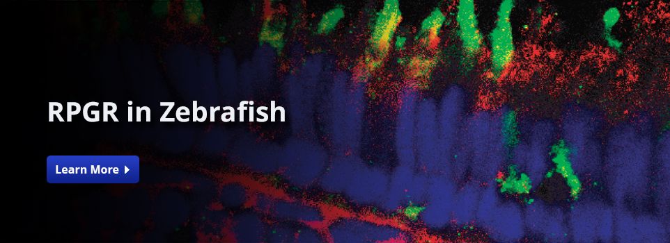 RPGR IN Zebrafish