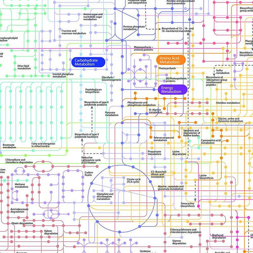 Investigating toxic metabolite pathways