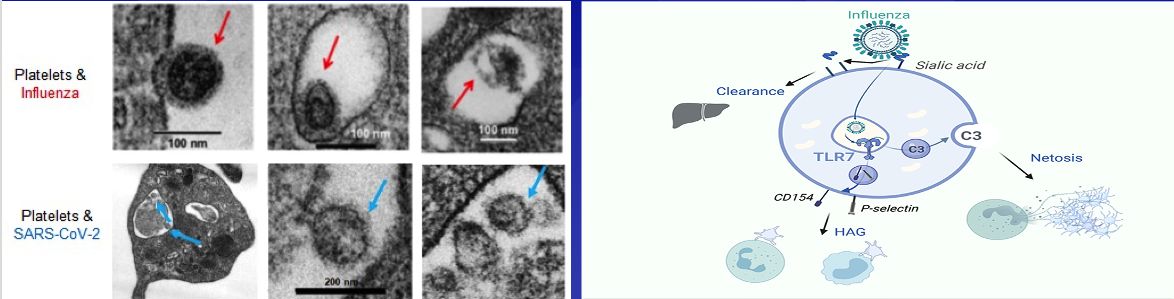 Platelets and Respiratory Viruses