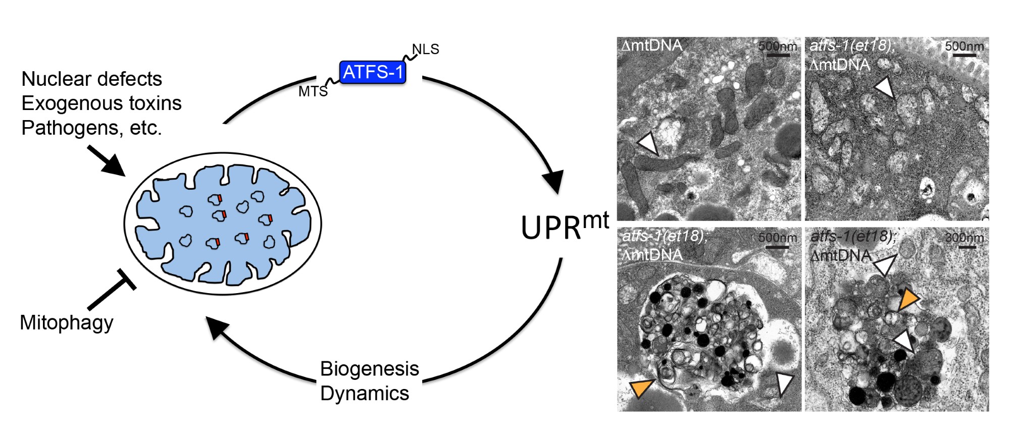 The UPRmt and the propagation of deleterious mitochondrial genomes image