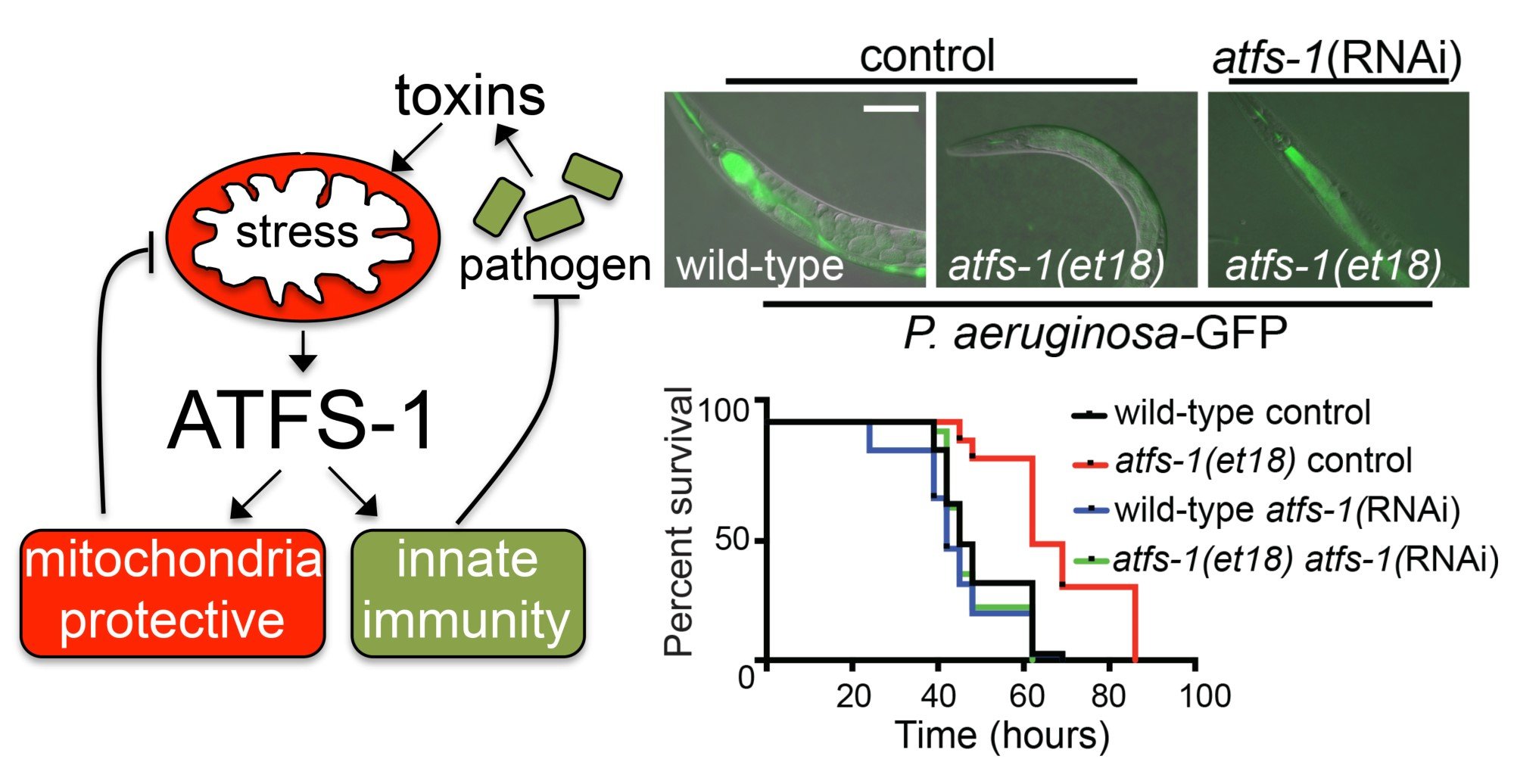 The UPRmt and innate immunity image