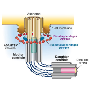  research-centriole.jpg