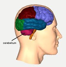 Cerebellum