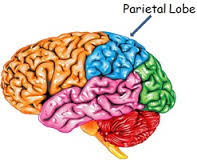 Parietal Lobe