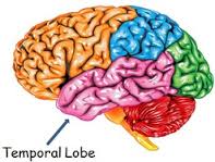 Temporal Lobe