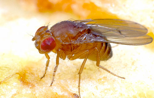 Drosophila_wild.jpg