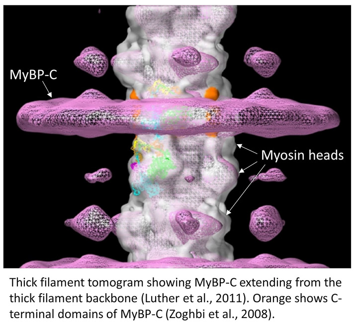 Craig Lab - UMass Chan - MyBPC thick filament