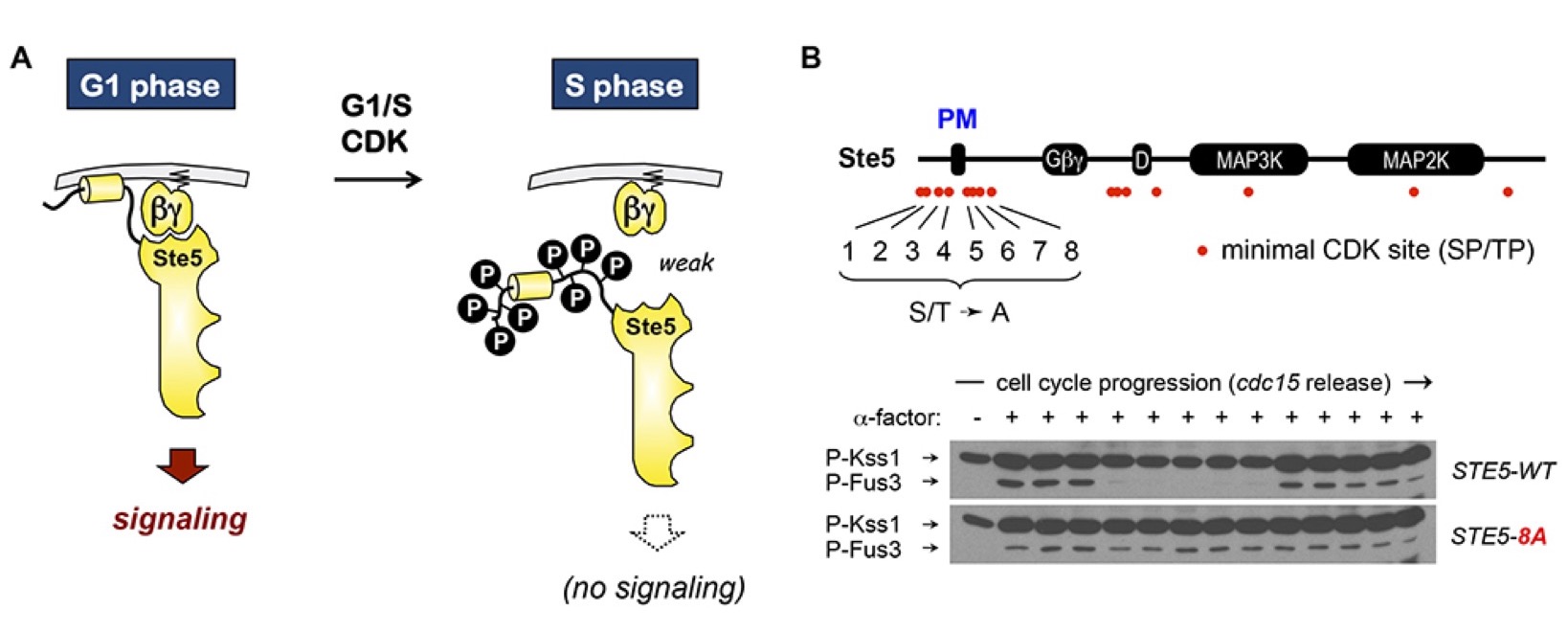 Cyclins & CDK Substrate Choice