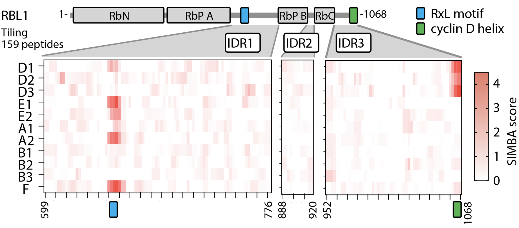 Protein Interactions via Disordered Peptide Sequences