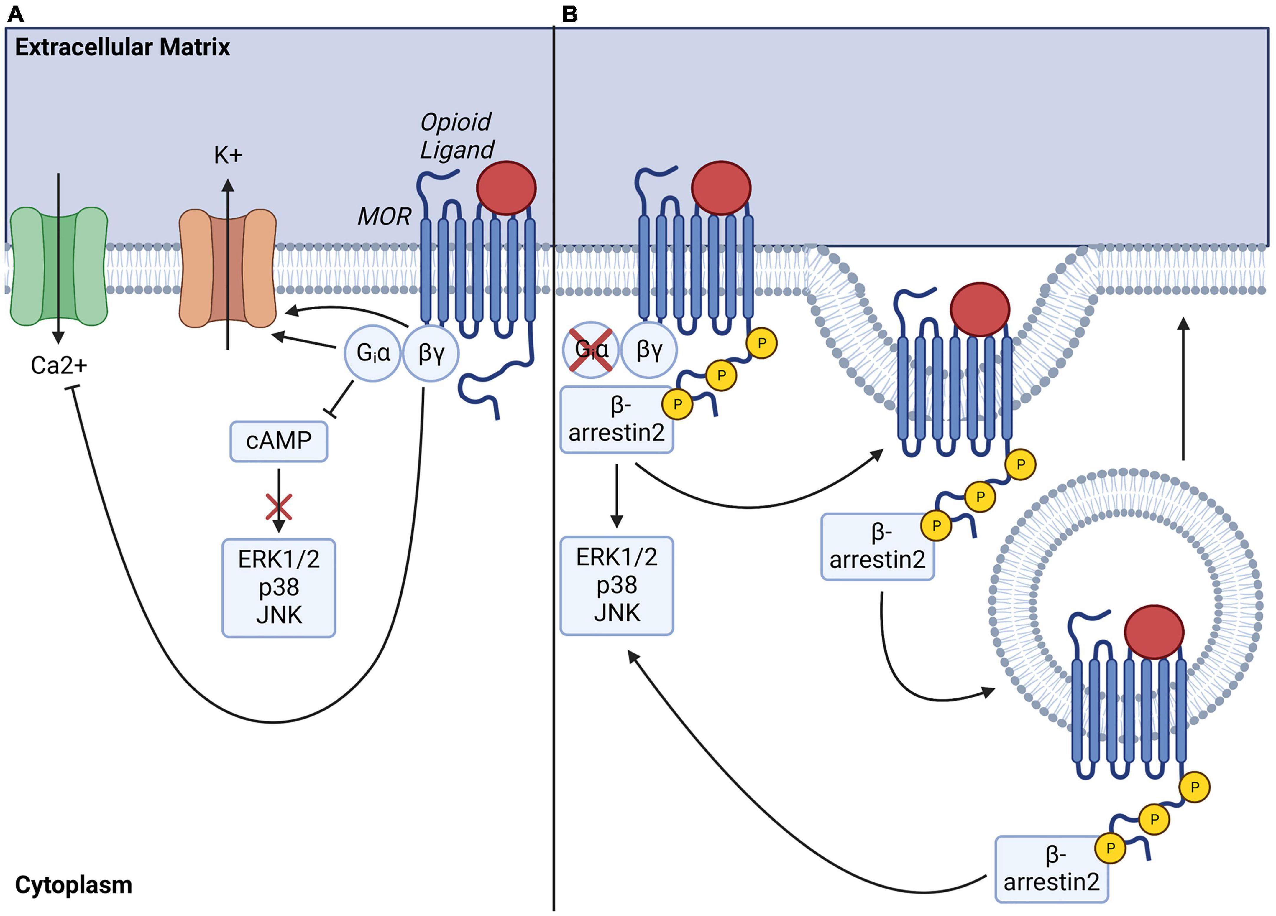 diagram summarizing research article