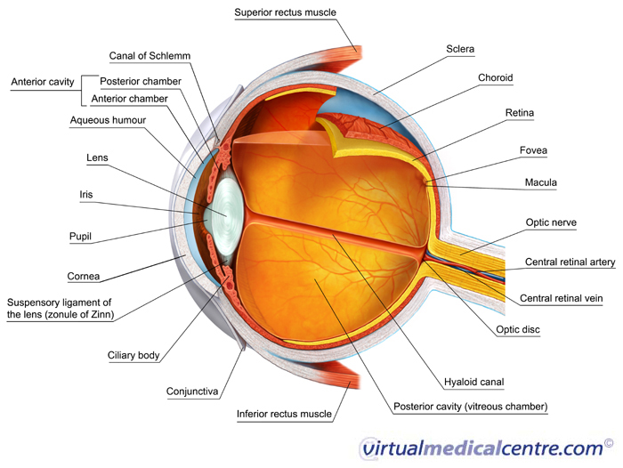 Cartoon of Eye